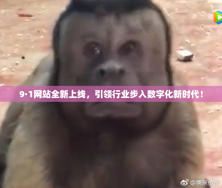 9·1网站全新上线，引领行业步入数字化新时代！
