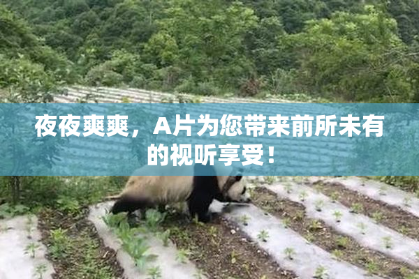 夜夜爽爽，A片为您带来前所未有的视听享受！