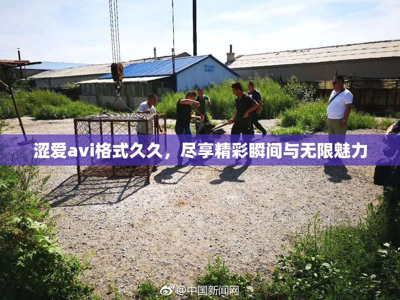 涩爱avi格式久久，尽享精彩瞬间与无限魅力
