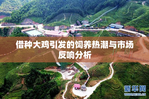 借种大鸡引发的饲养热潮与市场反响分析