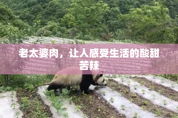 老太婆肉，让人感受生活的酸甜苦辣