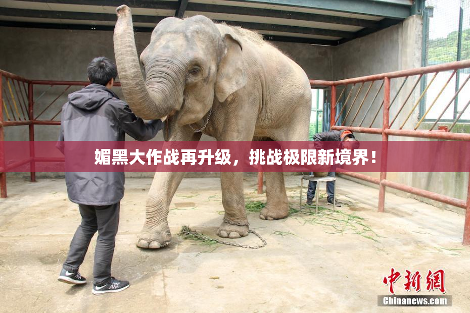 媚黑大作战再升级，挑战极限新境界！