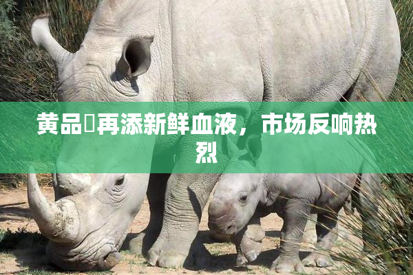 黄品匯再添新鲜血液，市场反响热烈
