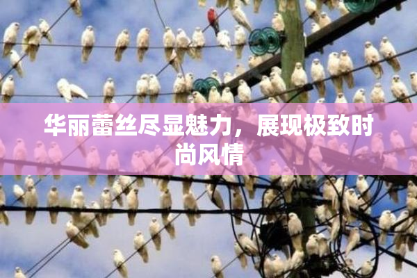 华丽蕾丝尽显魅力，展现极致时尚风情
