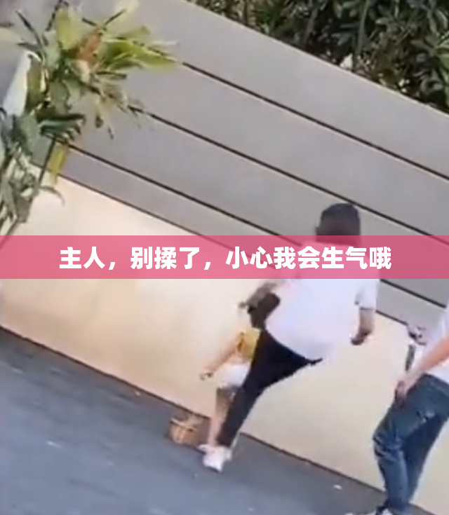 主人，别揉了，小心我会生气哦