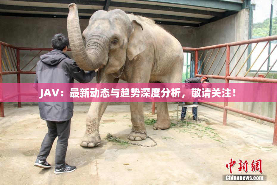 JAV：最新动态与趋势深度分析，敬请关注！
