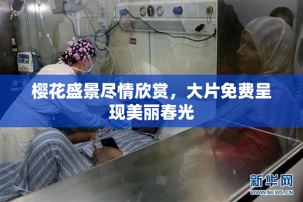 樱花盛景尽情欣赏，大片免费呈现美丽春光