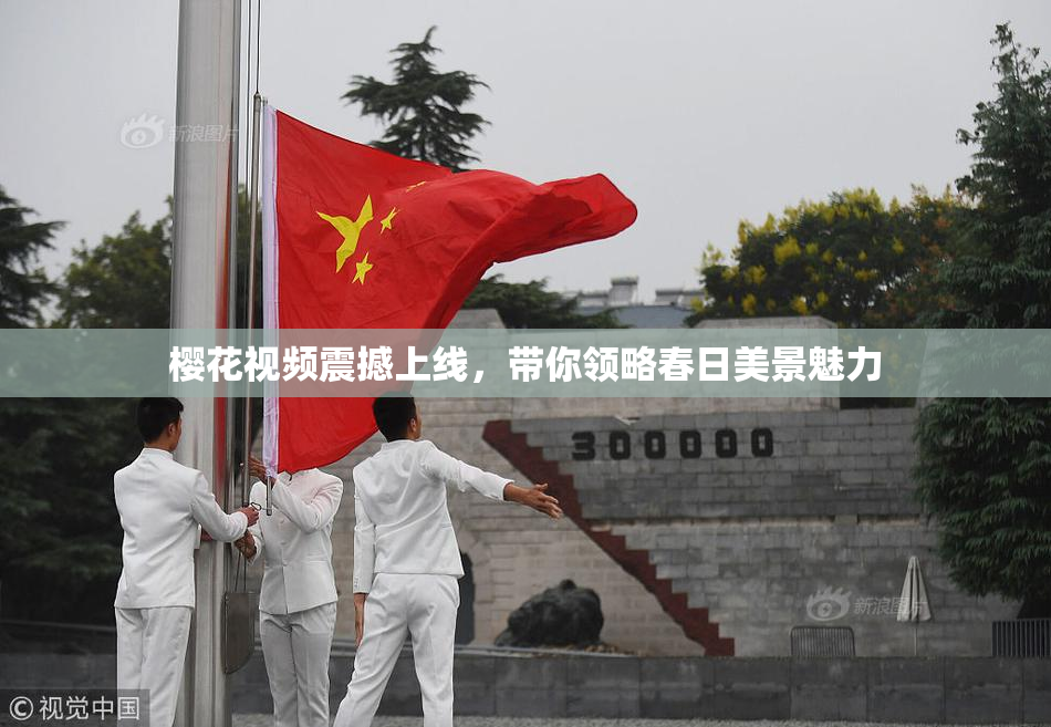 樱花视频震撼上线，带你领略春日美景魅力