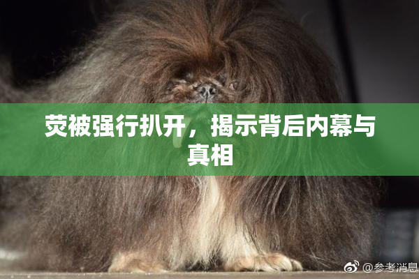 荧被强行扒开，揭示背后内幕与真相