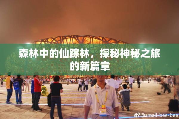 森林中的仙踪林，探秘神秘之旅的新篇章
