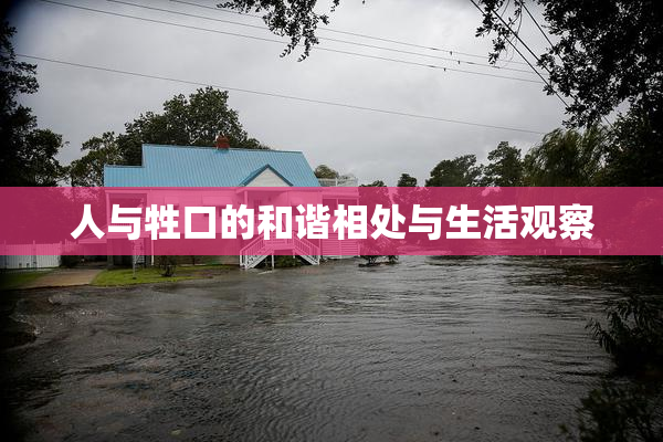 人与牲口的和谐相处与生活观察