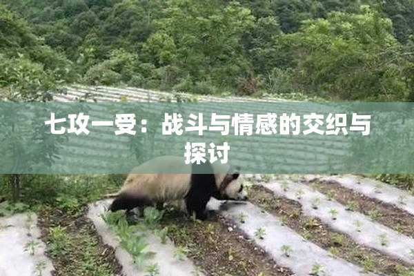 七攻一受：战斗与情感的交织与探讨