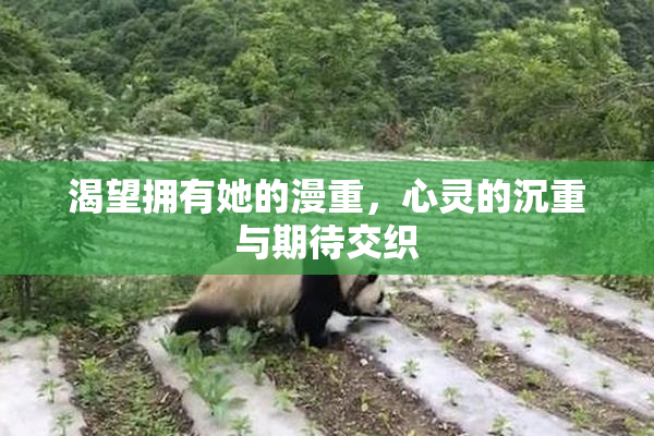 渴望拥有她的漫重，心灵的沉重与期待交织