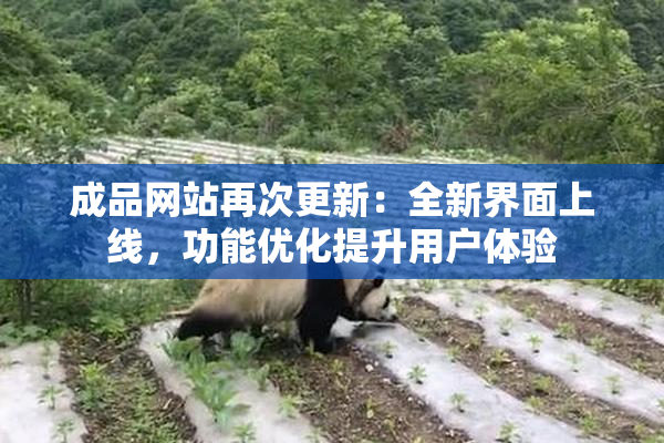 成品网站再次更新：全新界面上线，功能优化提升用户体验