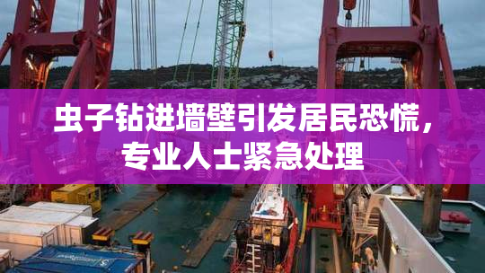 虫子钻进墙壁引发居民恐慌，专业人士紧急处理