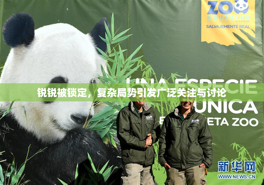 锐锐被锁定，复杂局势引发广泛关注与讨论
