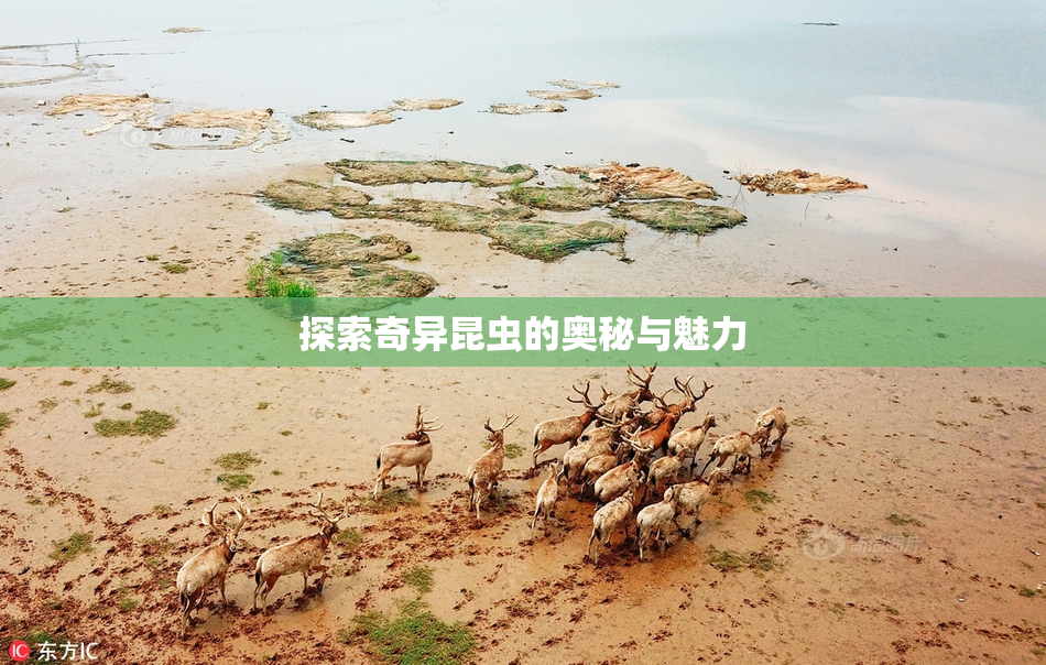 探索奇异昆虫的奥秘与魅力