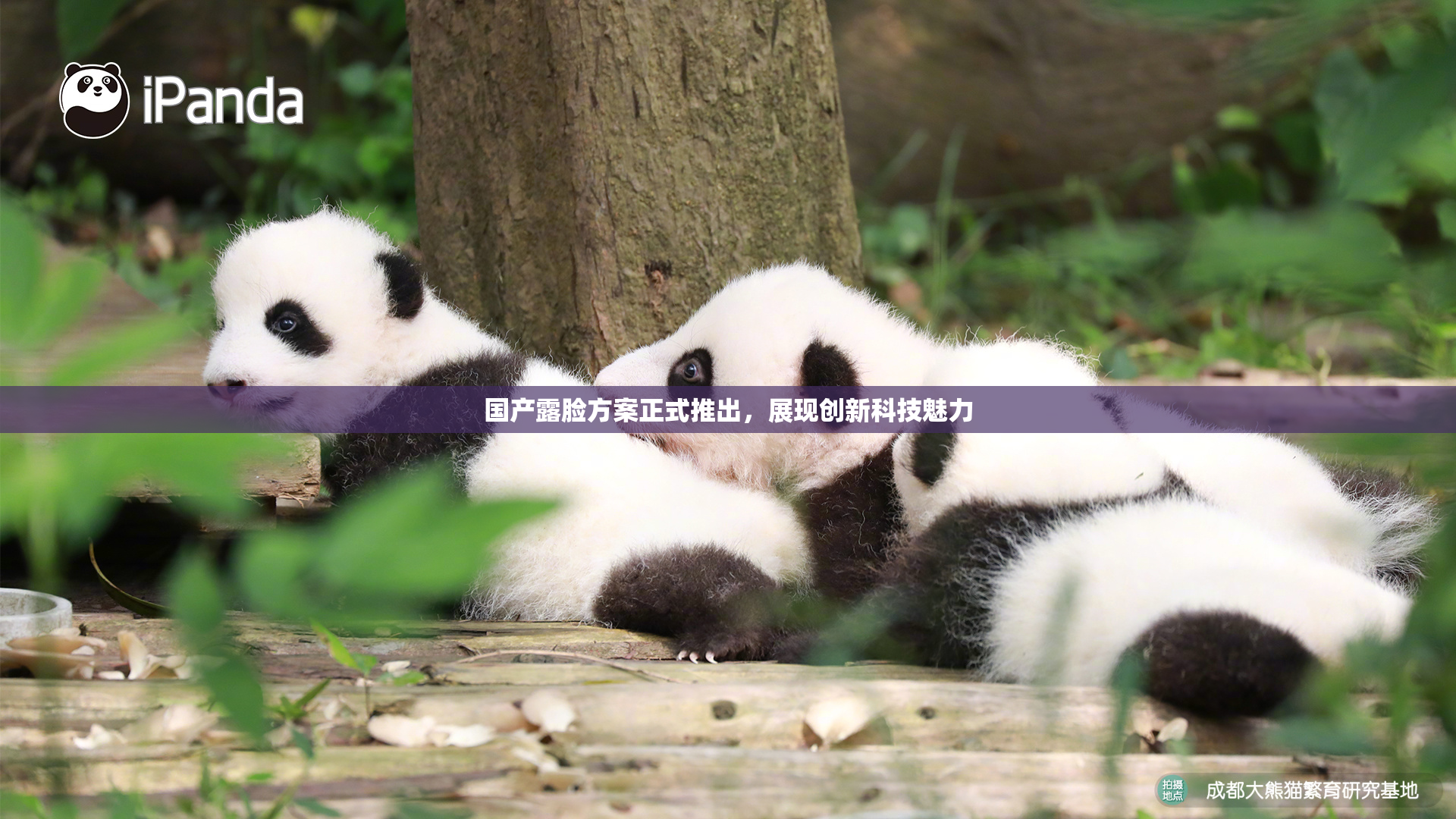 国产露脸方案正式推出，展现创新科技魅力