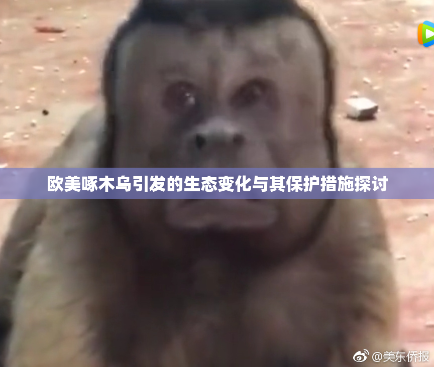欧美啄木乌引发的生态变化与其保护措施探讨
