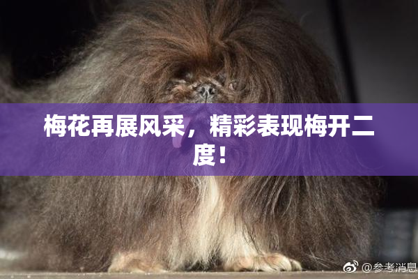 梅花再展风采，精彩表现梅开二度！