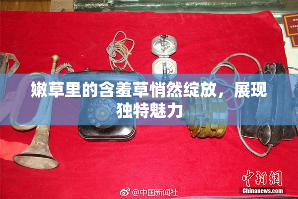 嫩草里的含羞草悄然绽放，展现独特魅力