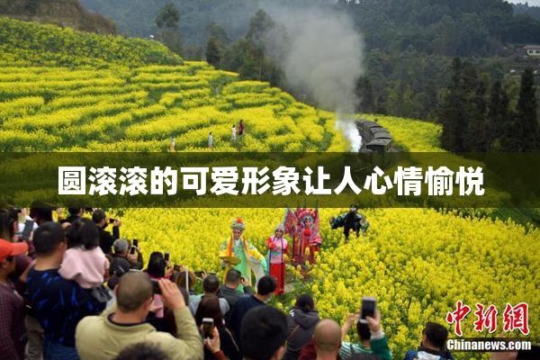 圆滚滚的可爱形象让人心情愉悦