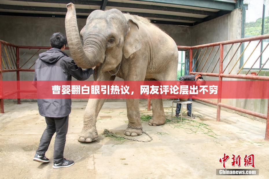 曹婴翻白眼引热议，网友评论层出不穷