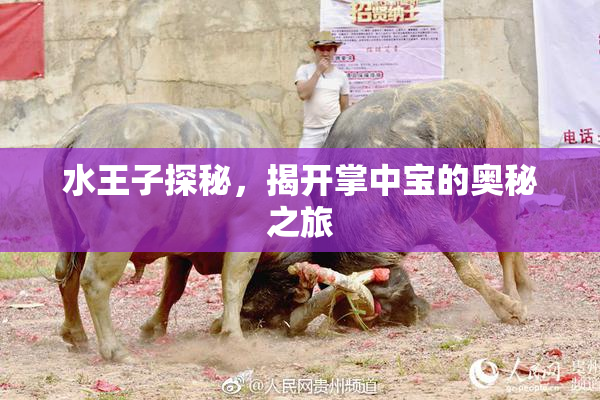 水王子探秘，揭开掌中宝的奥秘之旅