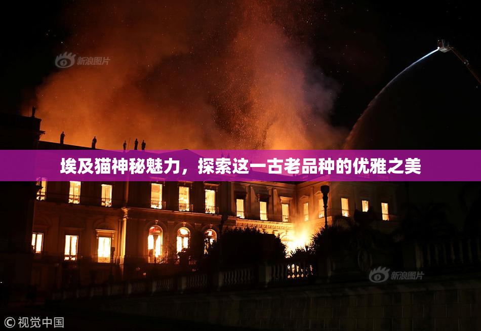 埃及猫神秘魅力，探索这一古老品种的优雅之美