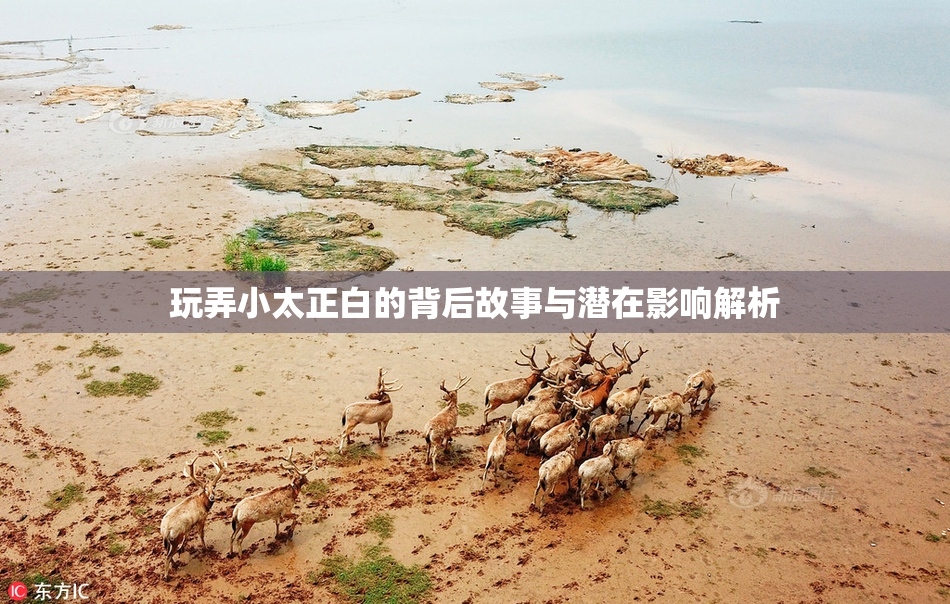 玩弄小太正白的背后故事与潜在影响解析