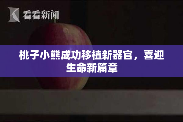 桃子小熊成功移植新器官，喜迎生命新篇章