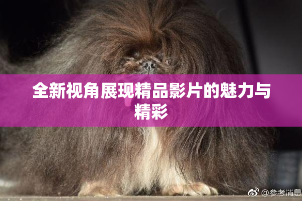 全新视角展现精品影片的魅力与精彩