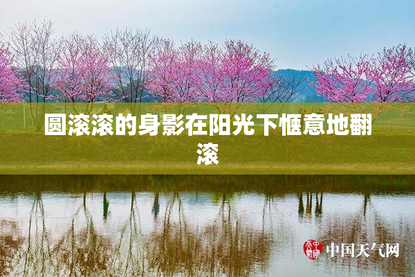 圆滚滚的身影在阳光下惬意地翻滚