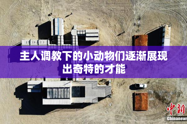 主人调教下的小动物们逐渐展现出奇特的才能