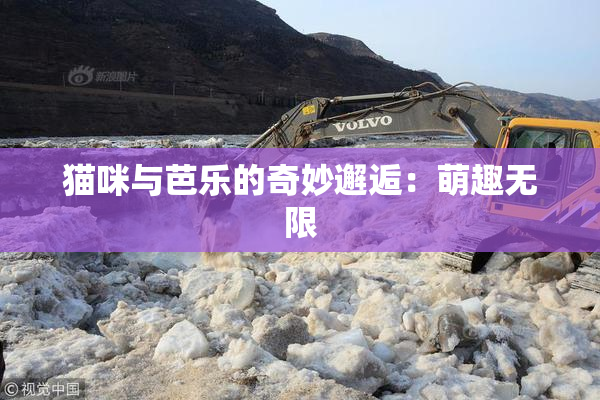 猫咪与芭乐的奇妙邂逅：萌趣无限