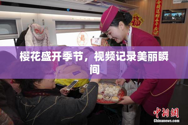 樱花盛开季节，视频记录美丽瞬间