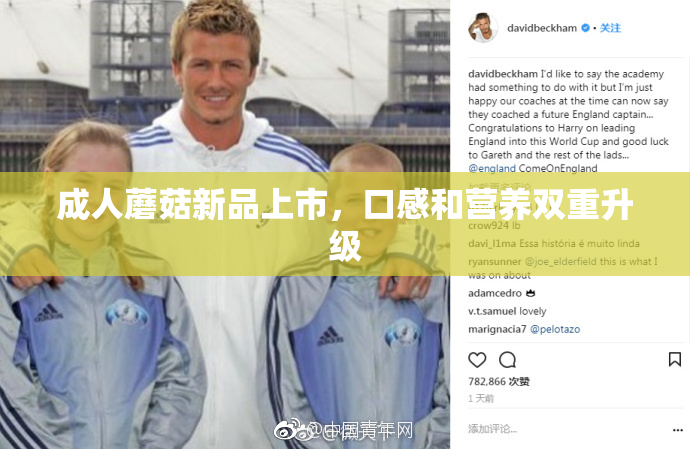 成人蘑菇新品上市，口感和营养双重升级