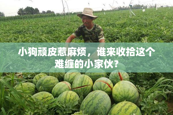小狗顽皮惹麻烦，谁来收拾这个难缠的小家伙？