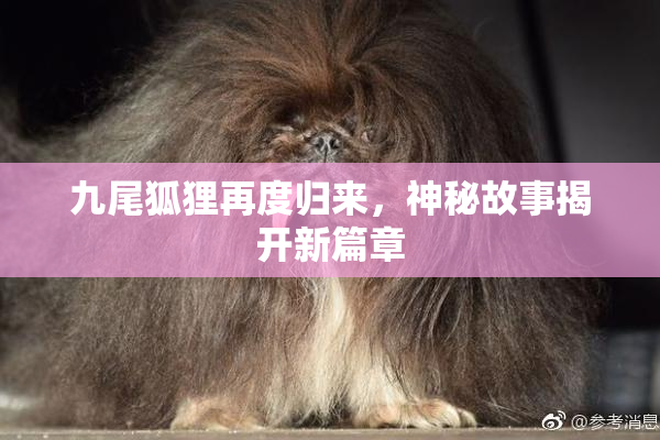 九尾狐狸再度归来，神秘故事揭开新篇章