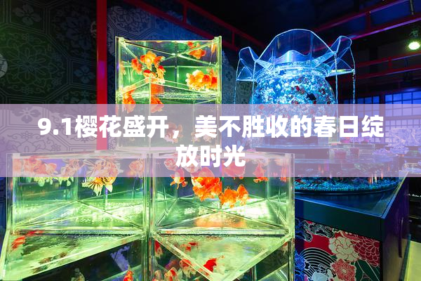 9.1樱花盛开，美不胜收的春日绽放时光