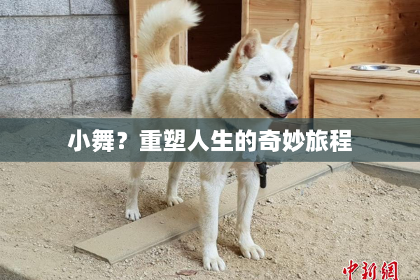 小舞？重塑人生的奇妙旅程