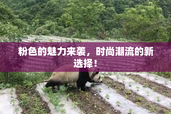 粉色的魅力来袭，时尚潮流的新选择！