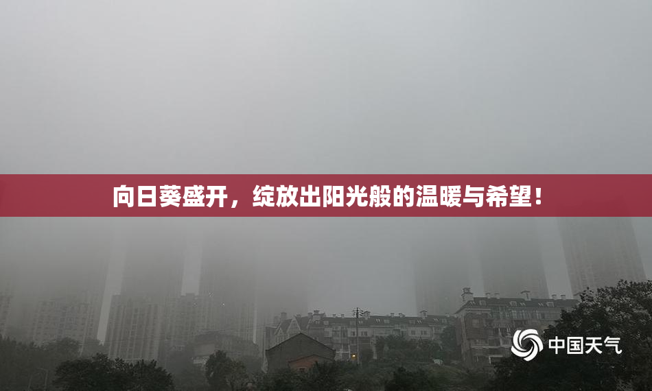 向日葵盛开，绽放出阳光般的温暖与希望！
