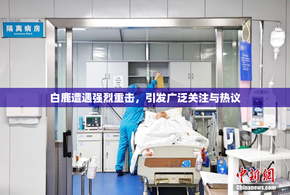 白鹿遭遇强烈重击，引发广泛关注与热议