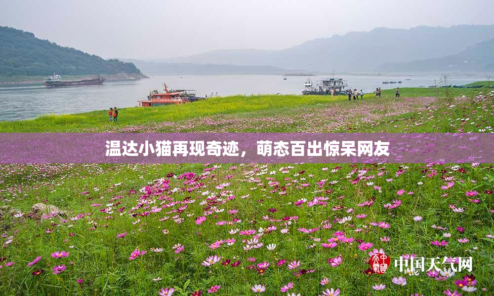 温达小猫再现奇迹，萌态百出惊呆网友