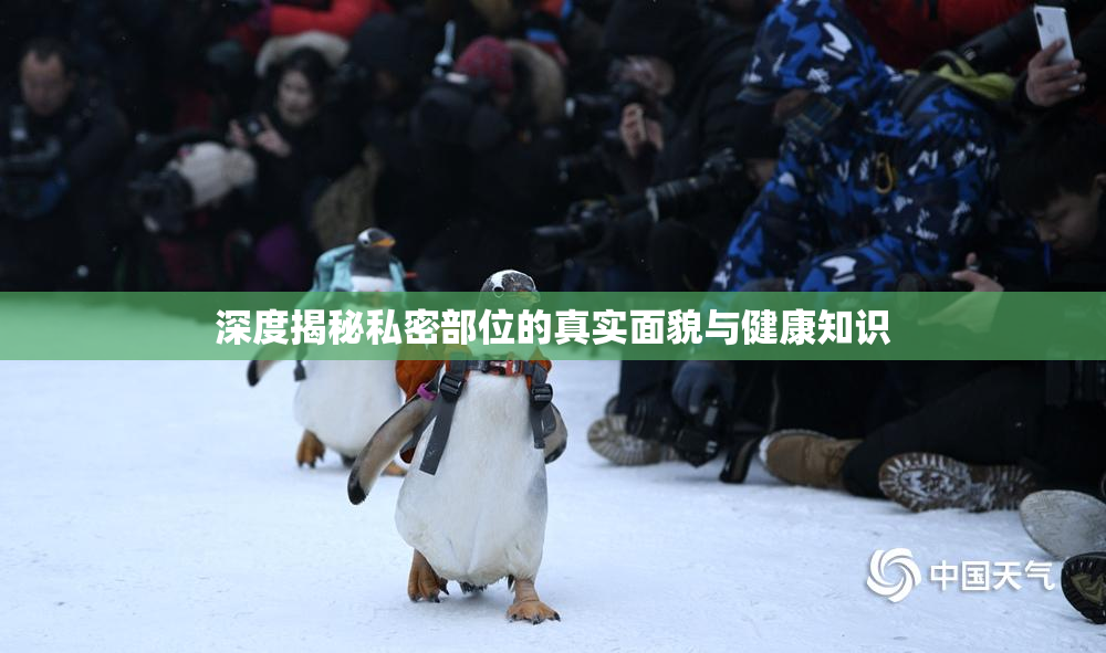 深度揭秘私密部位的真实面貌与健康知识