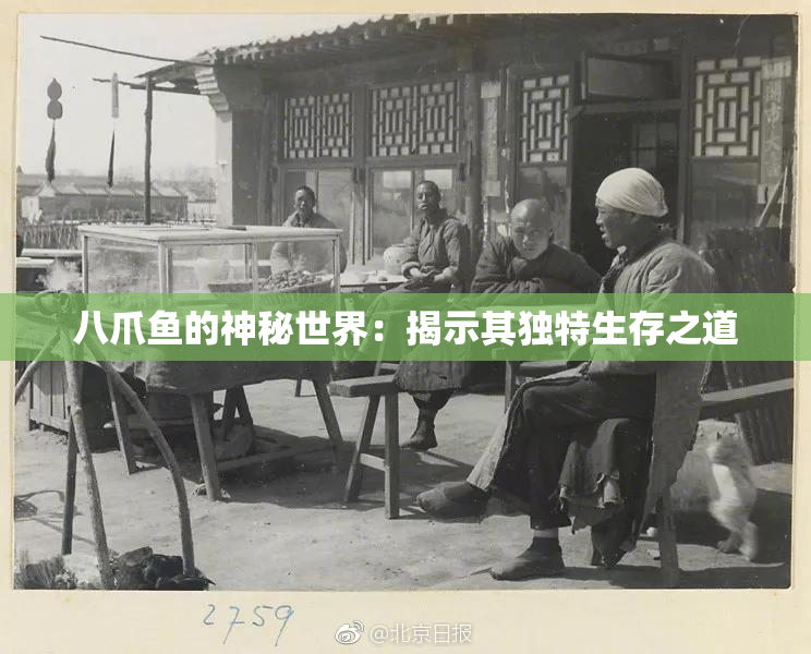 八爪鱼的神秘世界：揭示其独特生存之道