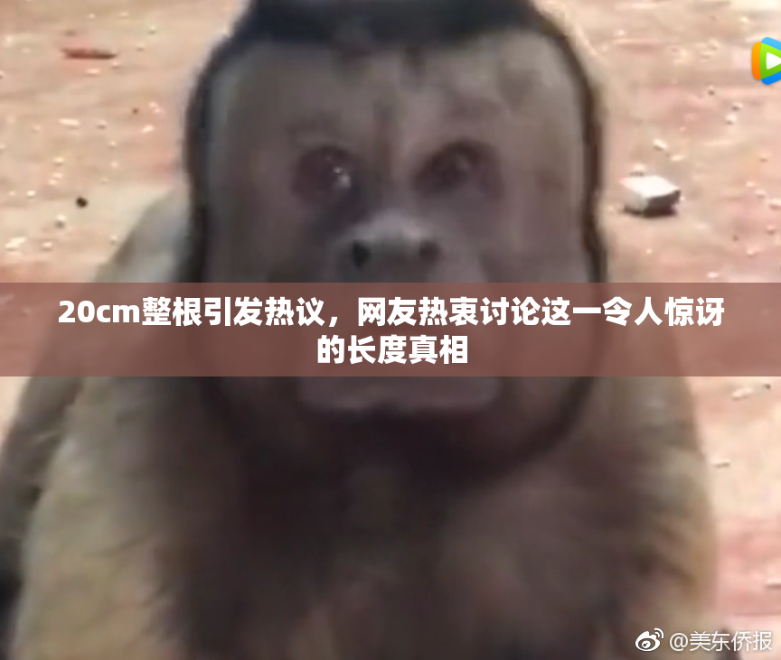 20cm整根引发热议，网友热衷讨论这一令人惊讶的长度真相
