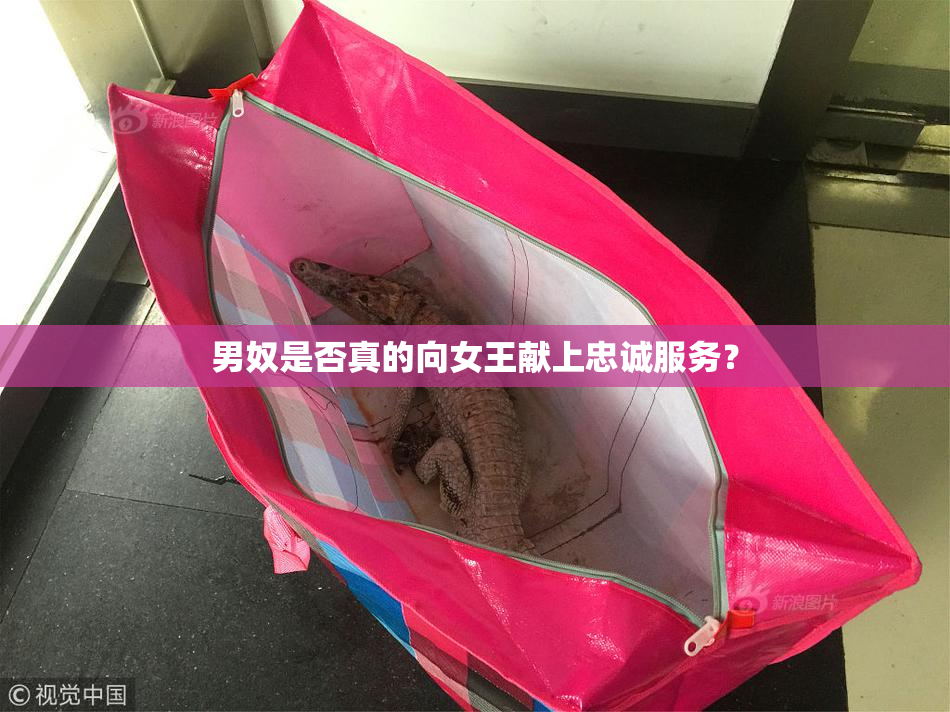 男奴是否真的向女王献上忠诚服务？