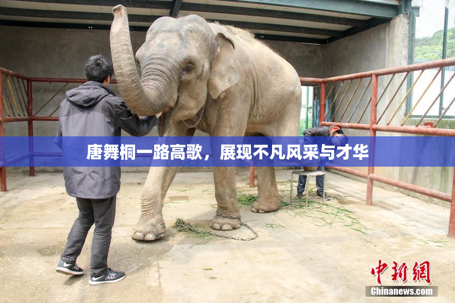 唐舞桐一路高歌，展现不凡风采与才华